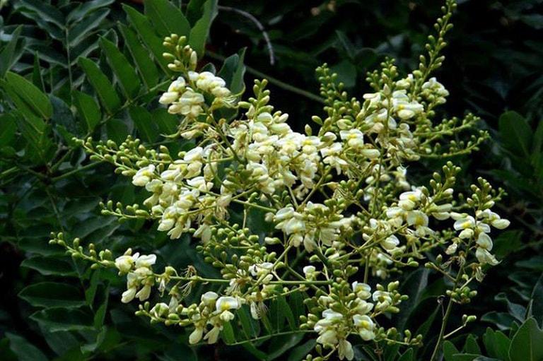 Cây hoa hòe, cây cao 1m, cây đẹp giống chuẩn, cam kết chất lượng