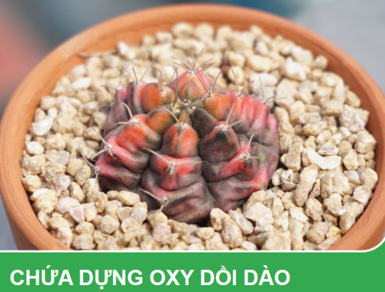 Đá Masato size 3-6mm - dùng rải mặt chậu giữ màu sen đá, xương rồng