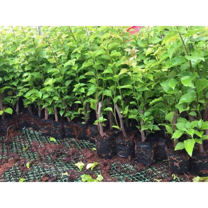 HOA GIẤY ĐẶC BIỆT - CÂY CÓ BẦU TO NHIỀU RỄ - MẦM KHỎE