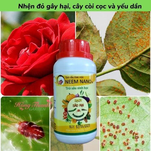 Combo Thuốc Sinh Học NEEM NANO Trừ Sâu, Trừ Nấm (Nhện, Trĩ, Bọ Nhảy/Đốm Đen, Thối Nhũn, Phấn Trắng..) Dùng Cho Rau Sạch, Hoa Hồng, Cây Cảnh Hiệu Quả Cao, An Toàn, Chai 250ml/chai / Chăm sóc cây trồng Hồng Thanh Garden