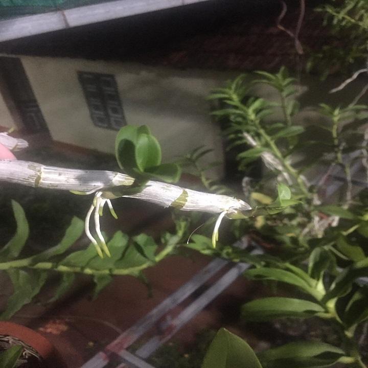 Phi điệp 5CT sao bay,phi điệp đột biến 5ct sao bay dòng phi điệp cấy mô