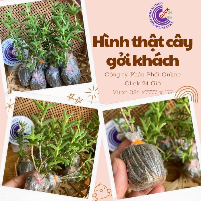 Combo 5 Cây Hoa Mười Giờ Nam Phi Đẹp Lạ Mắt Giống Chuẩn Hoa Mười Giờ Bonsai & Phụ Kiện