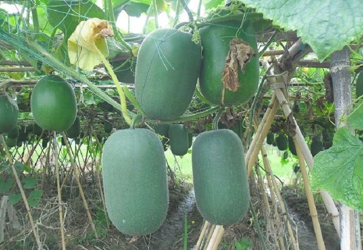 02 Gói Hạt Giống Bí Xanh Đài Loan Quả Ngắn