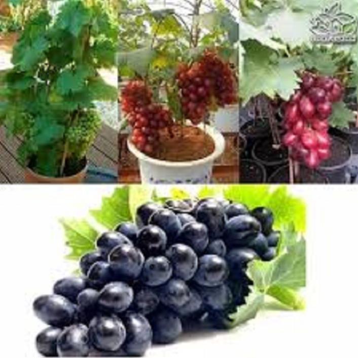 CÂY GIỐNG NHO Lùn PHÁP DÒNG QUẢ SỚM, CAM KẾT GIỐNG CHUẨN F1
