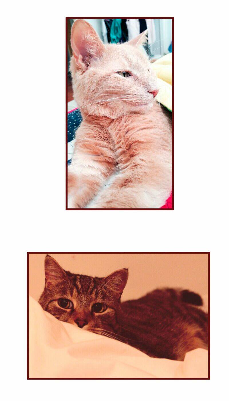 saphie: chú mèo một mắt chapter 20 5