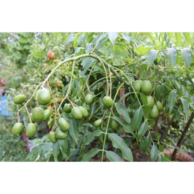 GIỐNG CÂY CÓC THÁI SIÊU QUẢ CHO QUẢ SIÊU SỚM