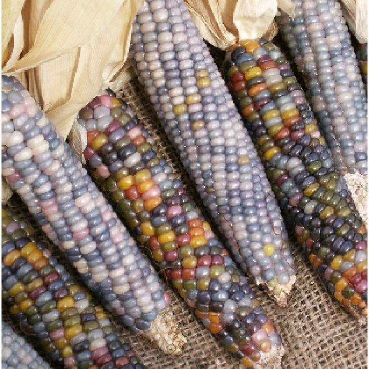 Hạt Giống Ngô nhiều gói 30 hạt-tặng kèm gói phân bón lót