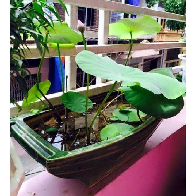 Hạt giống hoa sen mini nhật mix màu-Gói 8 hạt/tặng kèm gói kích mầm