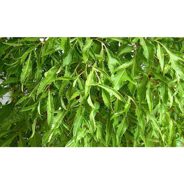 lá đinh lăng tươi ( 250g OGANIC)