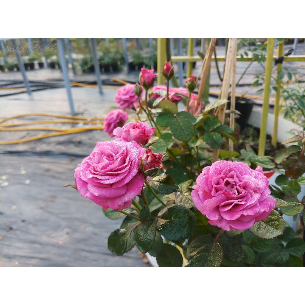 Hoa hồng ngoại Purple Tezza cực đẹp