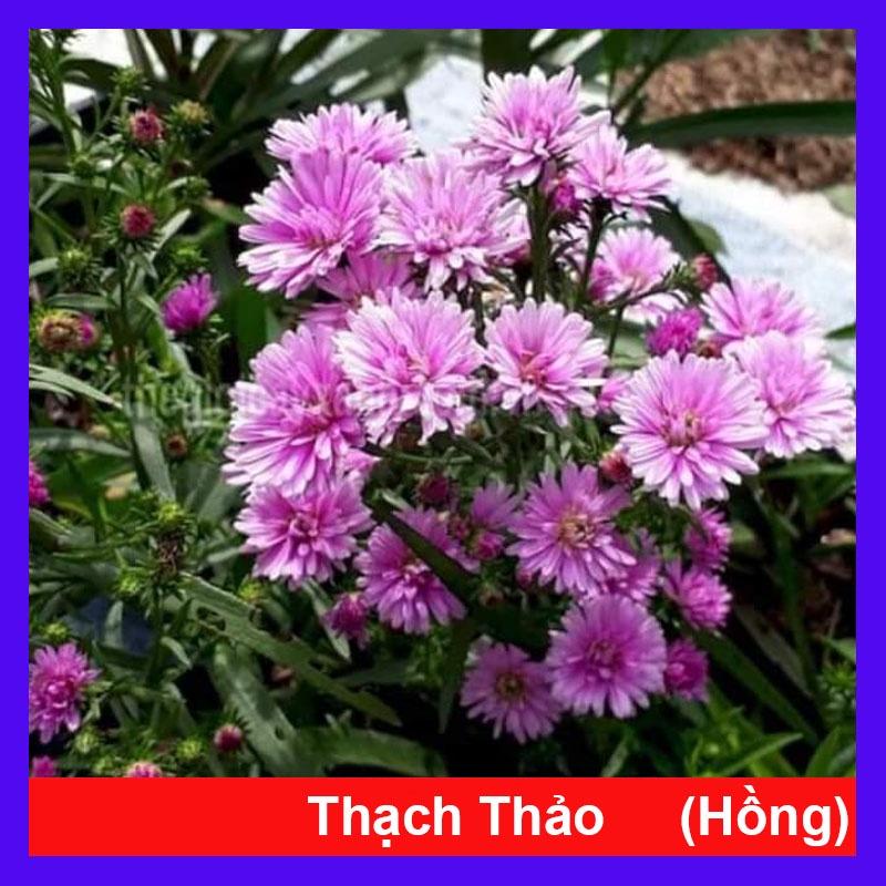 Cây Hoa Thạch Thảo (Hồng) - cây cảnh để bàn