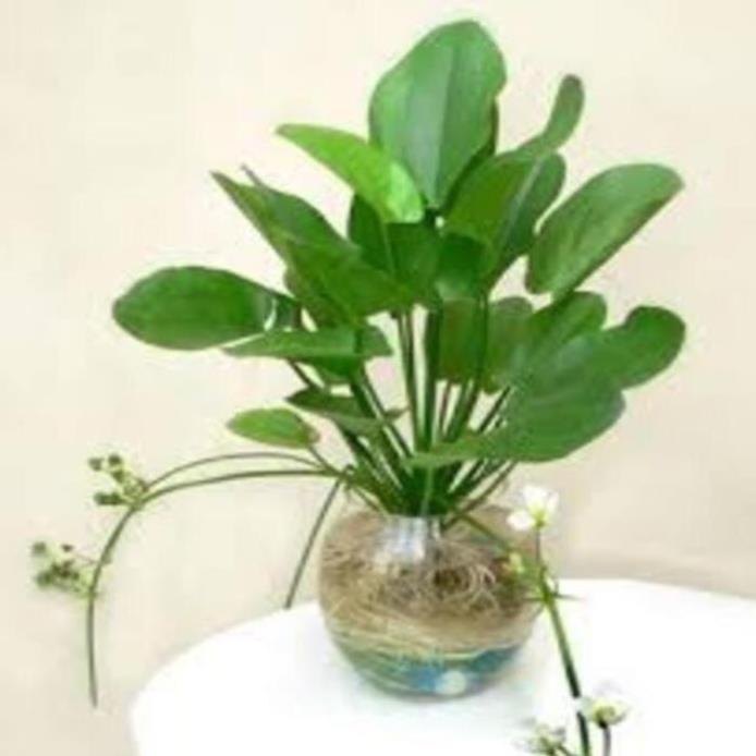 Chậu cây BÁCH THỦY TIÊN, THỦY SINH - Cây PHONG THỦY, may mắn, tài lộc - gửi đi nguyên bầu , cây đẹp, giống chuẩn