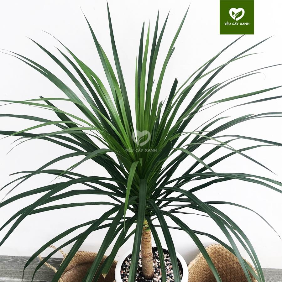 Cây Phát Tài Núi, cây trang trí văn phòng loại cây phong thủy ưa thích