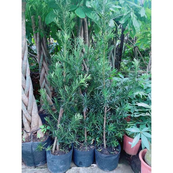 Tùng La Hán Hàng Lớn