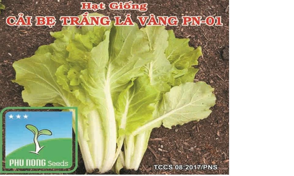 Hạt giống cải bẹ trắng lá vàng PN-01
