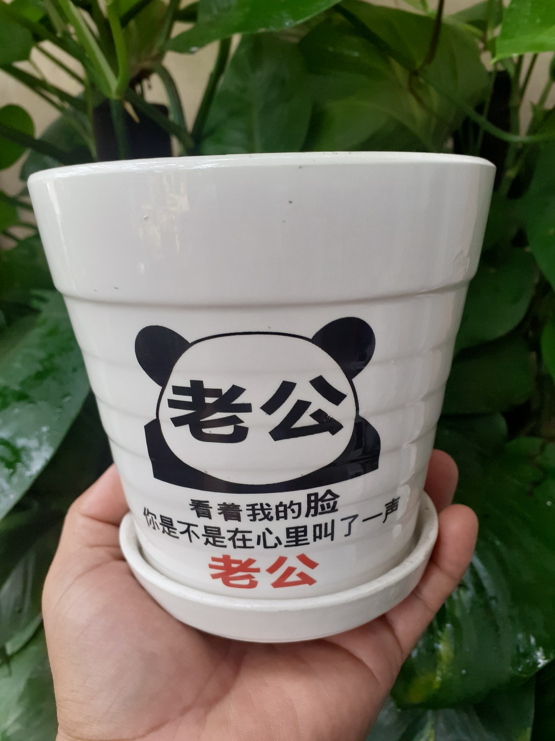 Chậu sứ tròn kèm dĩa trắng gấu panda kung fu