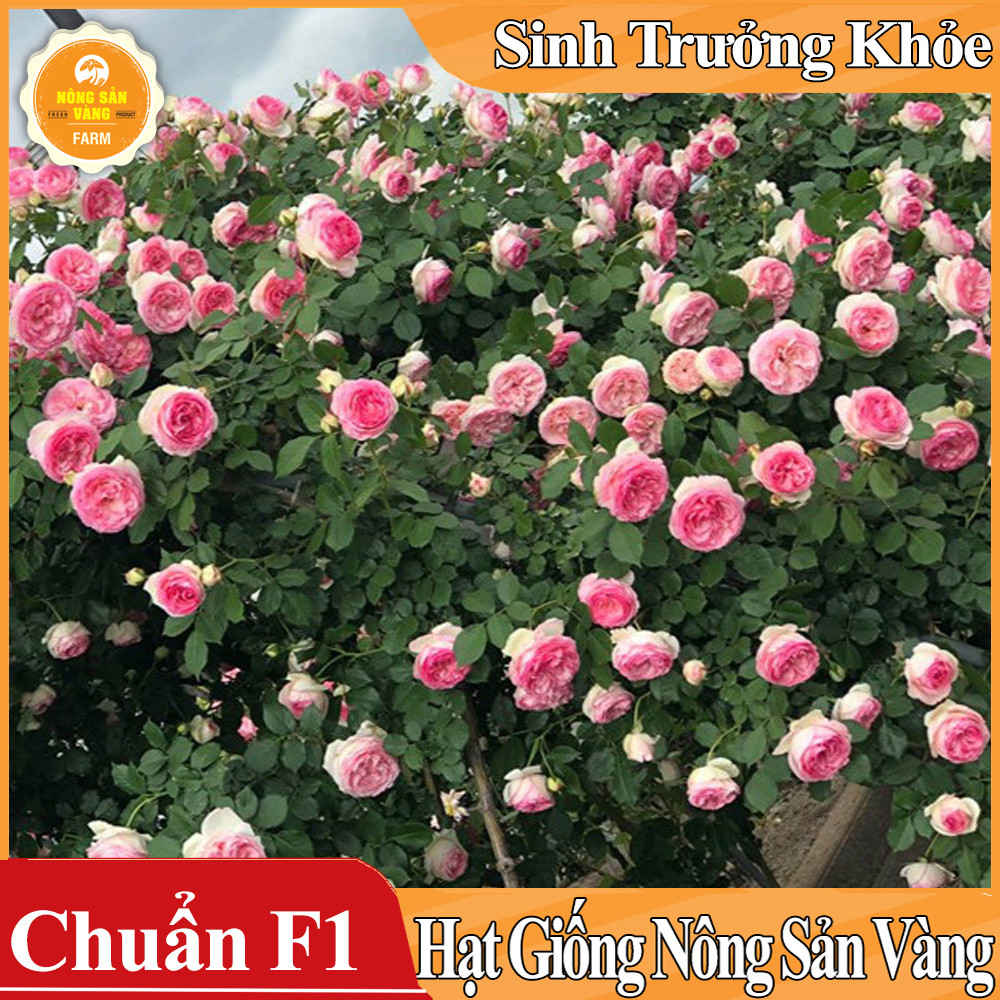 Hạt giống Hoa Hồng Leo Pháp