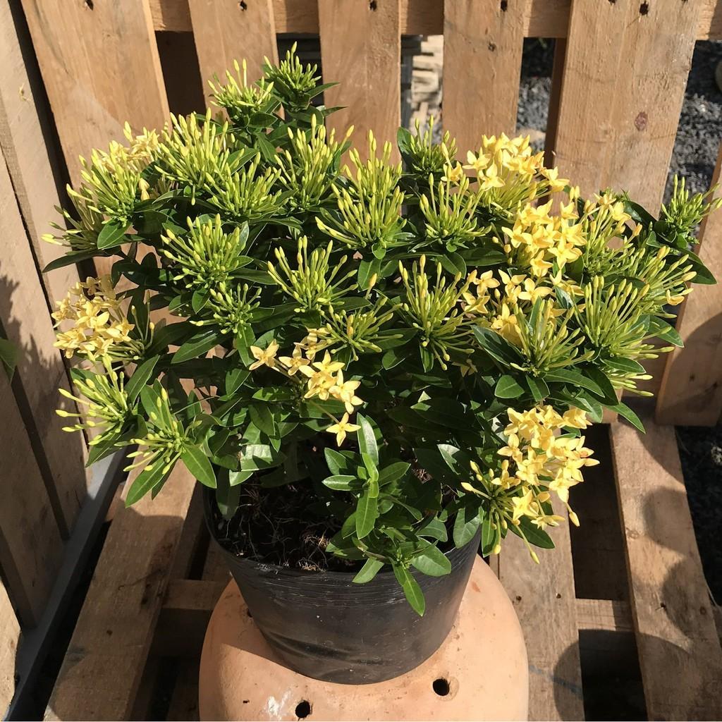 Chậu hoa Trang Thái màu vàng