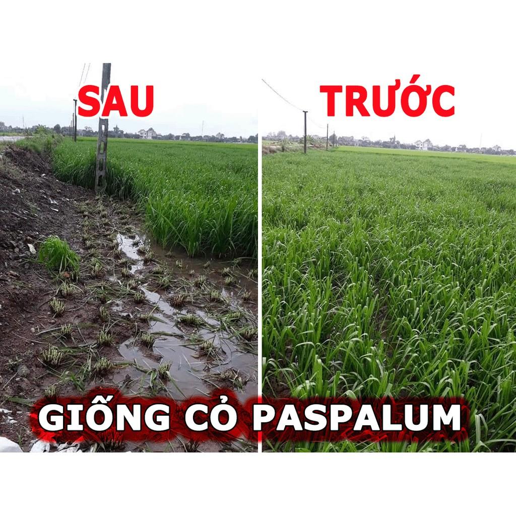 Hạt giống cỏ Ubon Paspalum - Cỏ xả chịu ngập