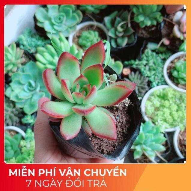 Combo 10 cây sen đá