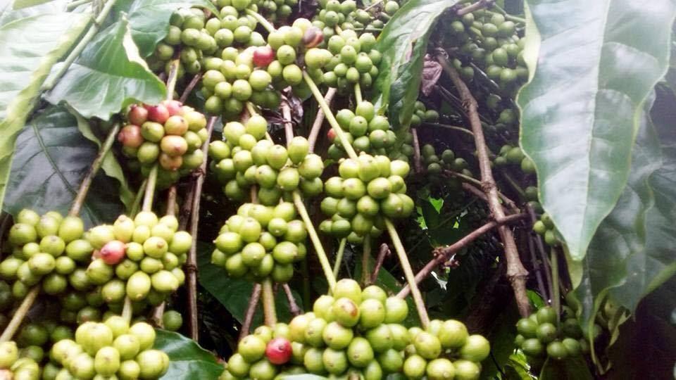 CÂY GIỐNG CÀ PHÊ DÂY THUẬN AN CAO SẢN - BẦU TO .