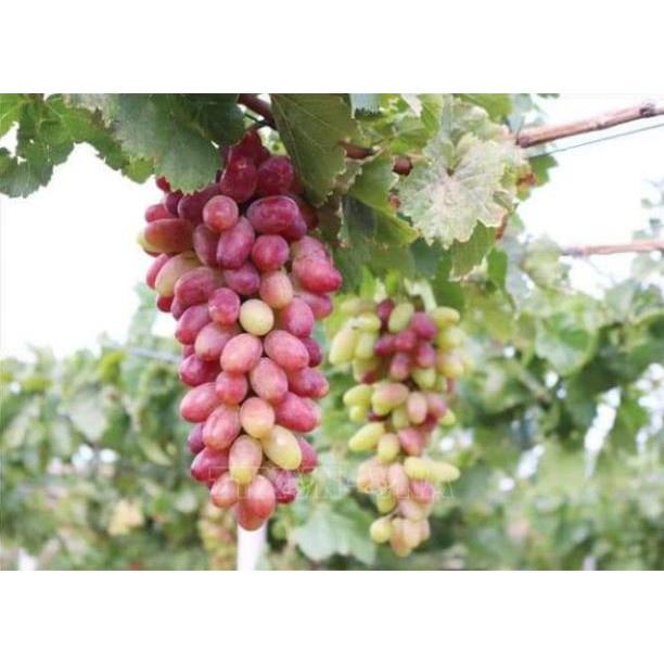 Nho Ngón Tay 152 tặng 2 cây chè xanh