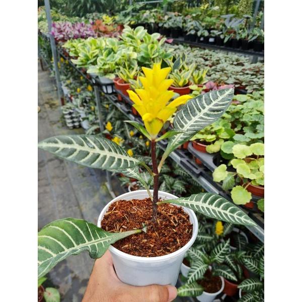 Cây lá ngựa vằn hoa vàng- bầu cây ổn định