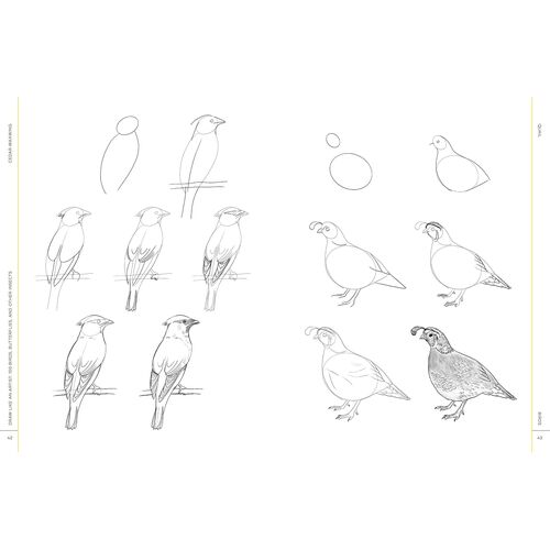 Draw Like An Artist: 100 Birds, Butterflies, And Other Insects
