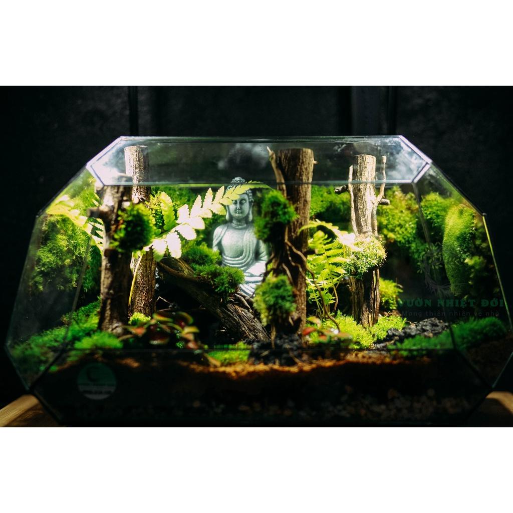 Bể Terrarium Đa Giác Setup Bán Cạn Để Bàn Làm Việc