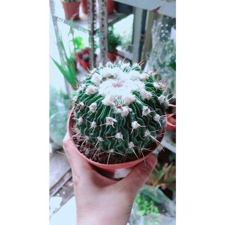 Xương Rồng Trúc Ngọc