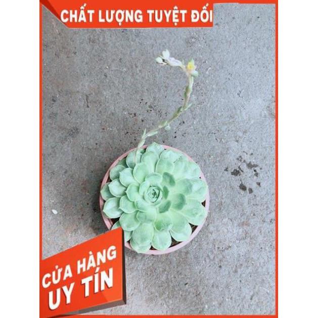 Sen Đá Xanh