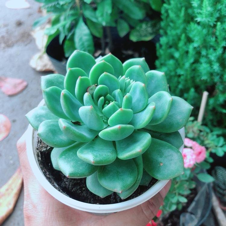 Sen Đá Bánh Bao Xanh