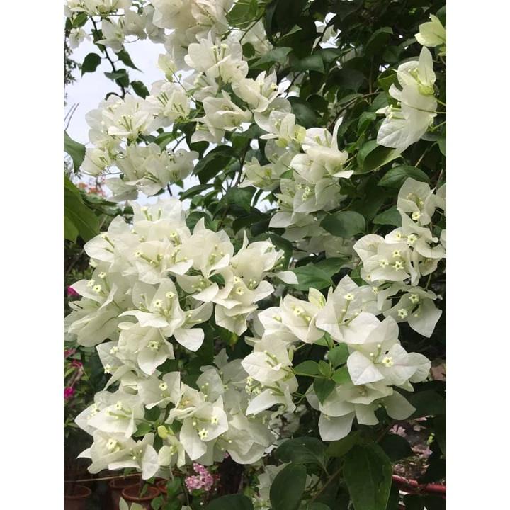 Hoa giấy màu trắng - chậu cây đang hoa, size cây nhỡ