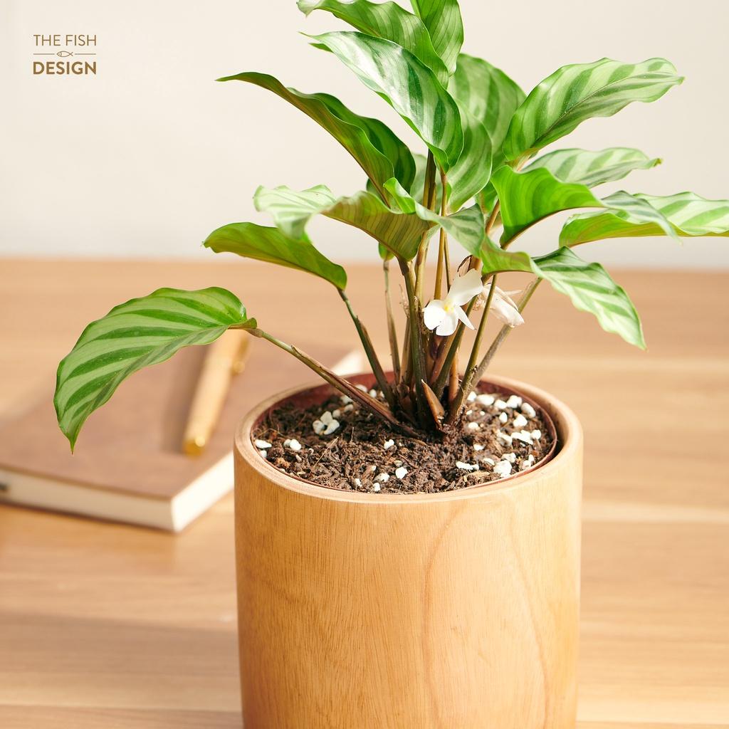 Đuôi công phùng xanh hợp với gia chủ mệnh mộc, hỏa, tượng trưng cho sự an lành, mạnh mẽ, giúp thanh lọc không khí, hút những khí độc hữu cơ | size L | The Fish Design