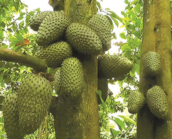 1 KG LÁ tươi MÃNG CẦU XIÊM THÁI [ MÃNG CẦU GAI .