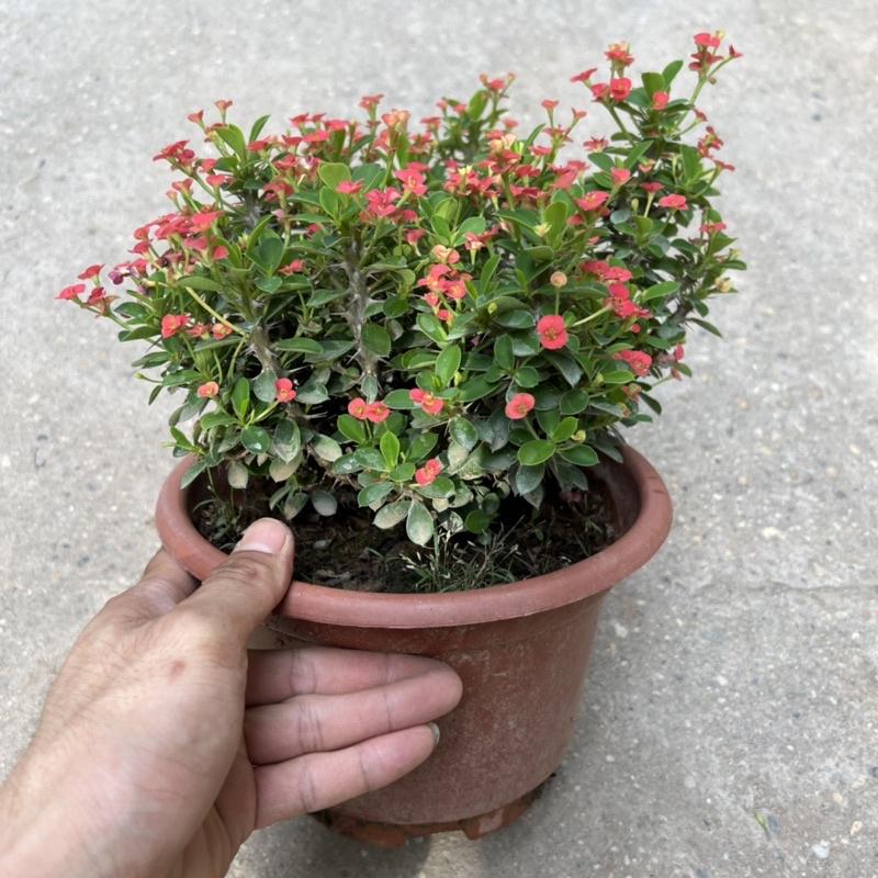 Cây xương rồng bát tiên hoa nhỏ bán kính 20cm, cây hoa nở quanh năm trang trí sân vườn, ban công