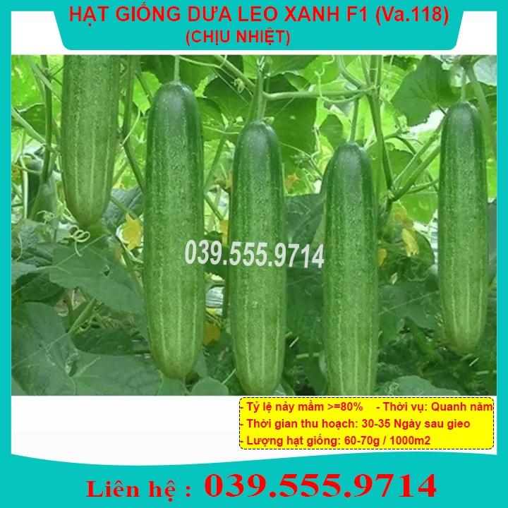 Hạt Giống Dưa Leo Xanh F1 Chịu Nhiệt – 10gram _ Dưa Siêu Năng Suất Quả Đẹp