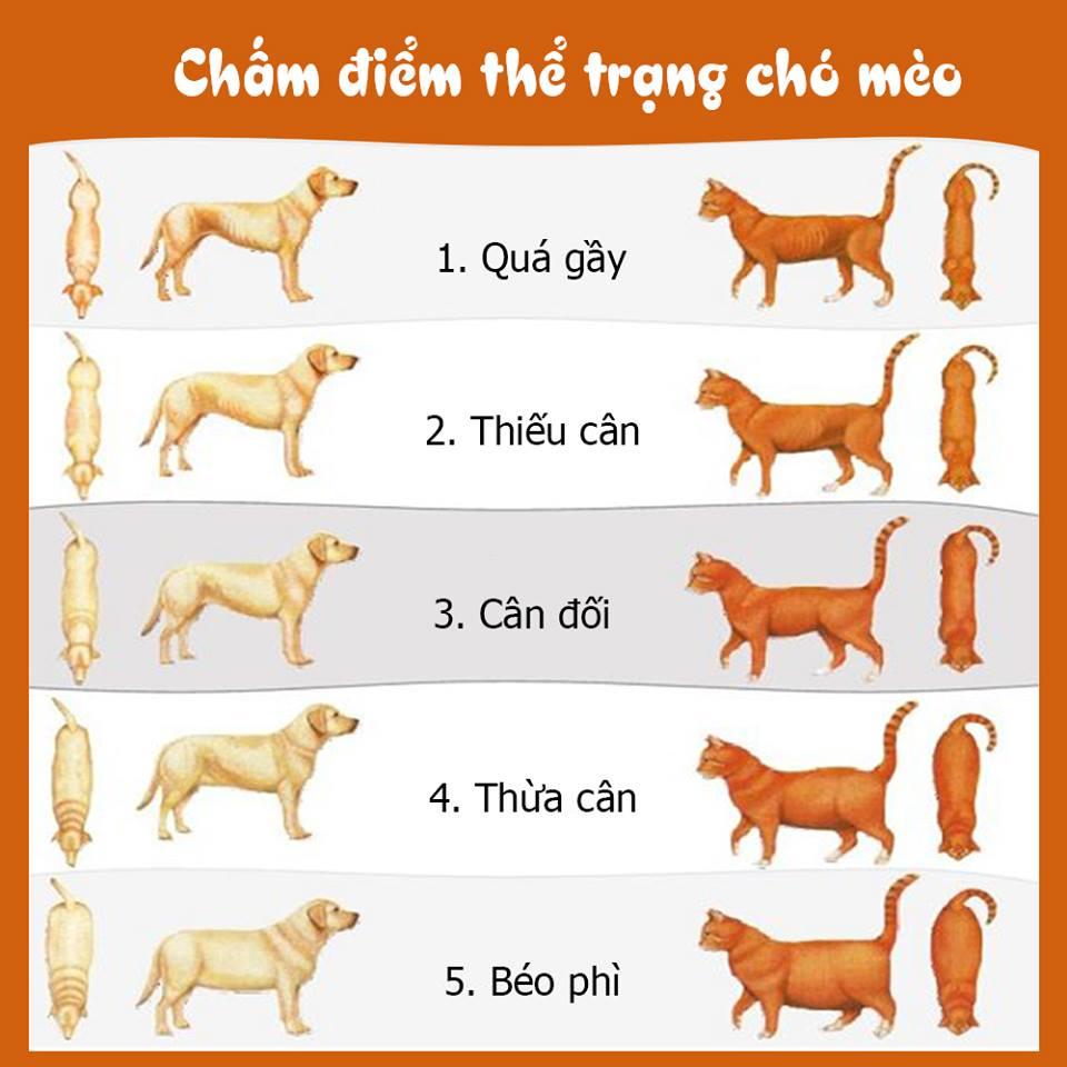 Thức ăn hạt cho mèo - ROYAL CANIN KITTEN Thức ăn cho mèo con