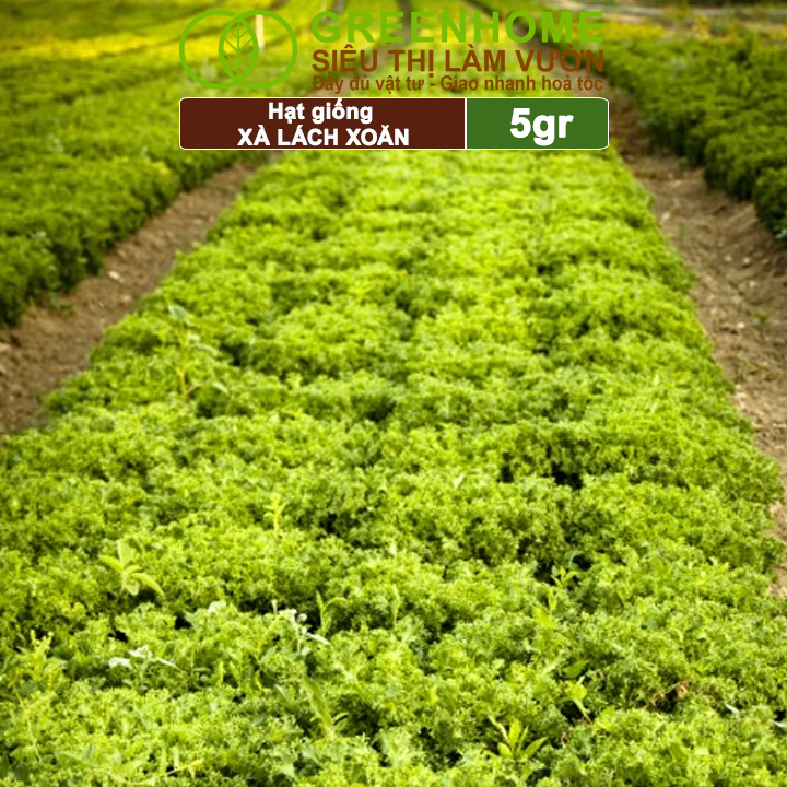 Hạt Giống Xà Lách Xoăn Greenhome, Gói 5gr, Dễ Trồng Quanh Năm, Thu Hoạch Nhanh, Năng Suất Cao R21