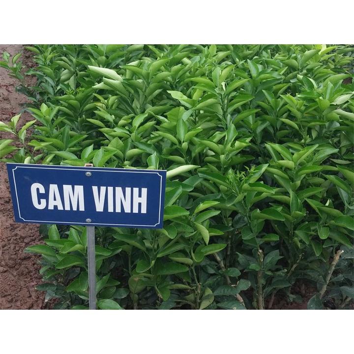 Cây giống cam vinh