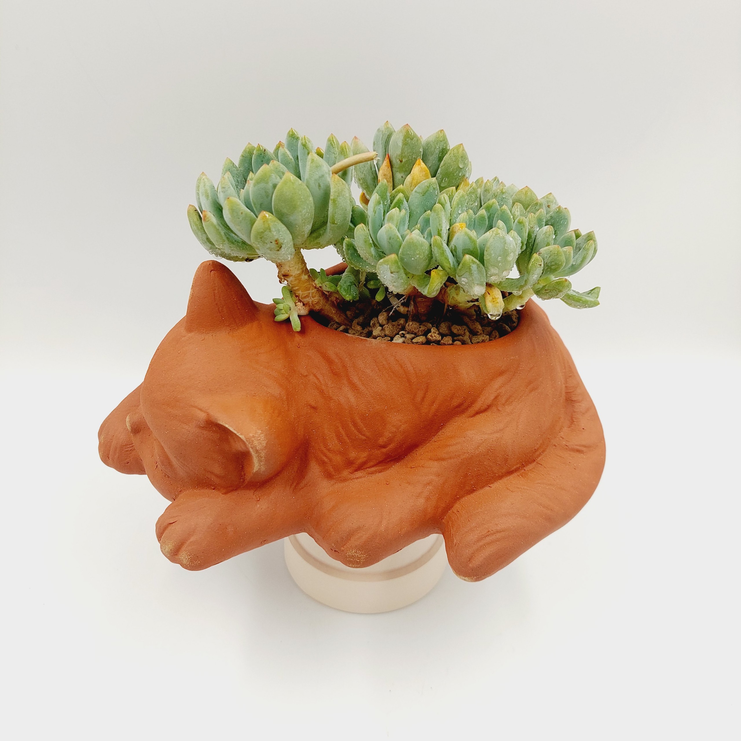 Chậu đất nung, chậu sen đá - Mèo con đang thư giãn 1886, dài 18cm, miệng 8cm, cao 6cm