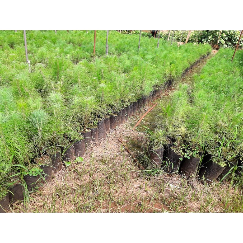 CÂY GIỐNG THÔNG CARIBE. .(