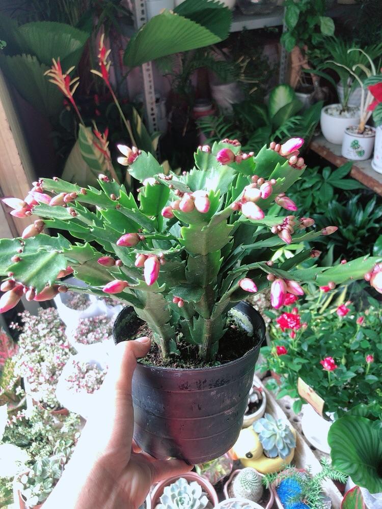 Chậu Cây Càng Cua