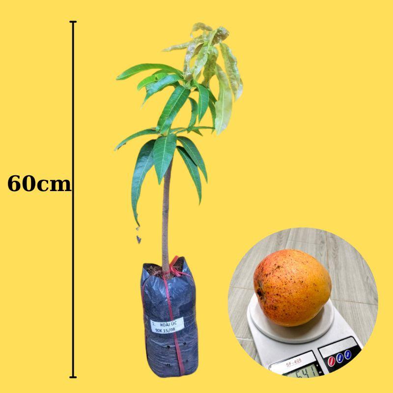 CÂY GIỐNG XOÀI ÚC SIÊU SỚM