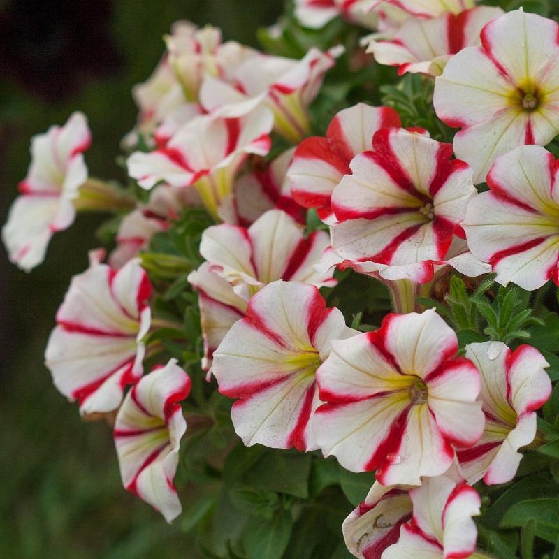 Hạt giống hoa dạ yến thảo sọc mix màu KNS3564 - Gói 50 hạt