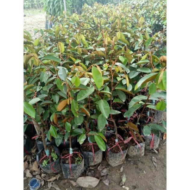 Cây Giống Vú Sữa Lò Rèn