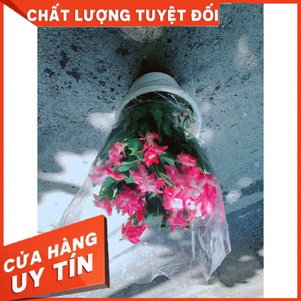 Hoa Quỳnh Size Đại Nhiều Người Mua