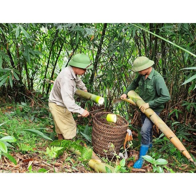 CÂY GIỐNG TRE lấy măng TRE BÁT ĐỘ FREESHIP EXTRA + HOÀN XU EXTRA ]