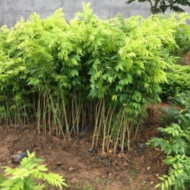 Cây sưa đỏ lấy gỗ - cây giống cao dưới 1m