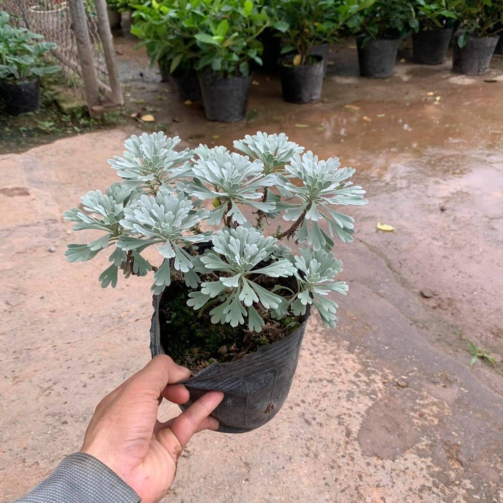 Cây Hoa Cúc Mốc Bán Kính 20 cm, Lá Ánh Bạc Đôc Đáo Cuốn Hút Mọi Ánh Nhìn